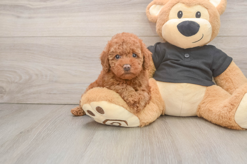 6 week old Poodle Puppy For Sale - Premier Pups
