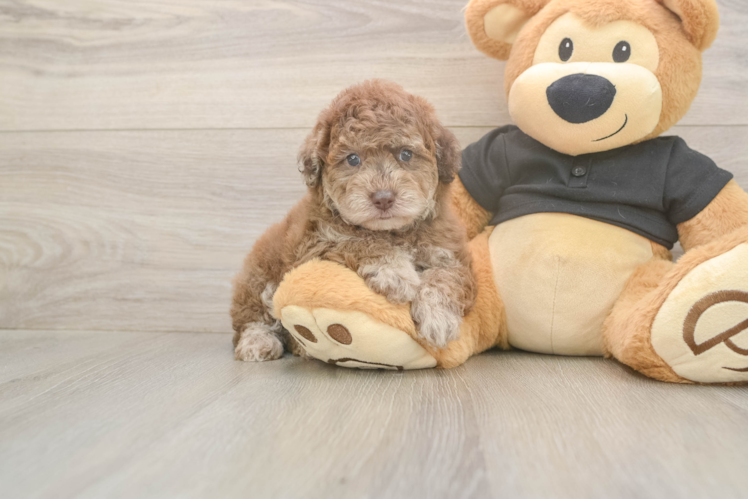Small Poodle Purebred Pup