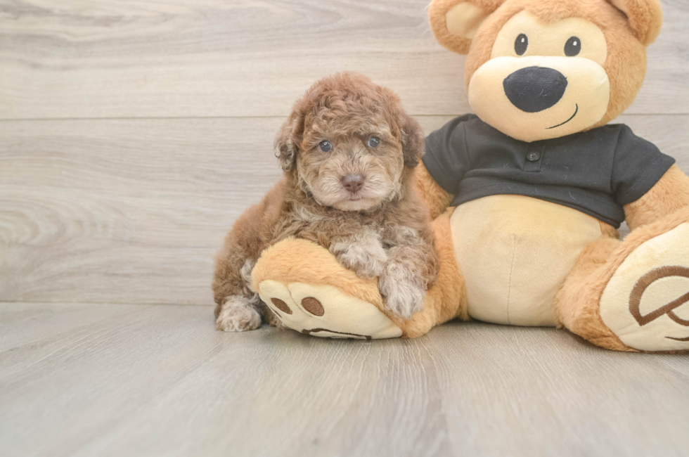 5 week old Poodle Puppy For Sale - Premier Pups