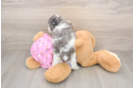 Hypoallergenic Poodle Baby