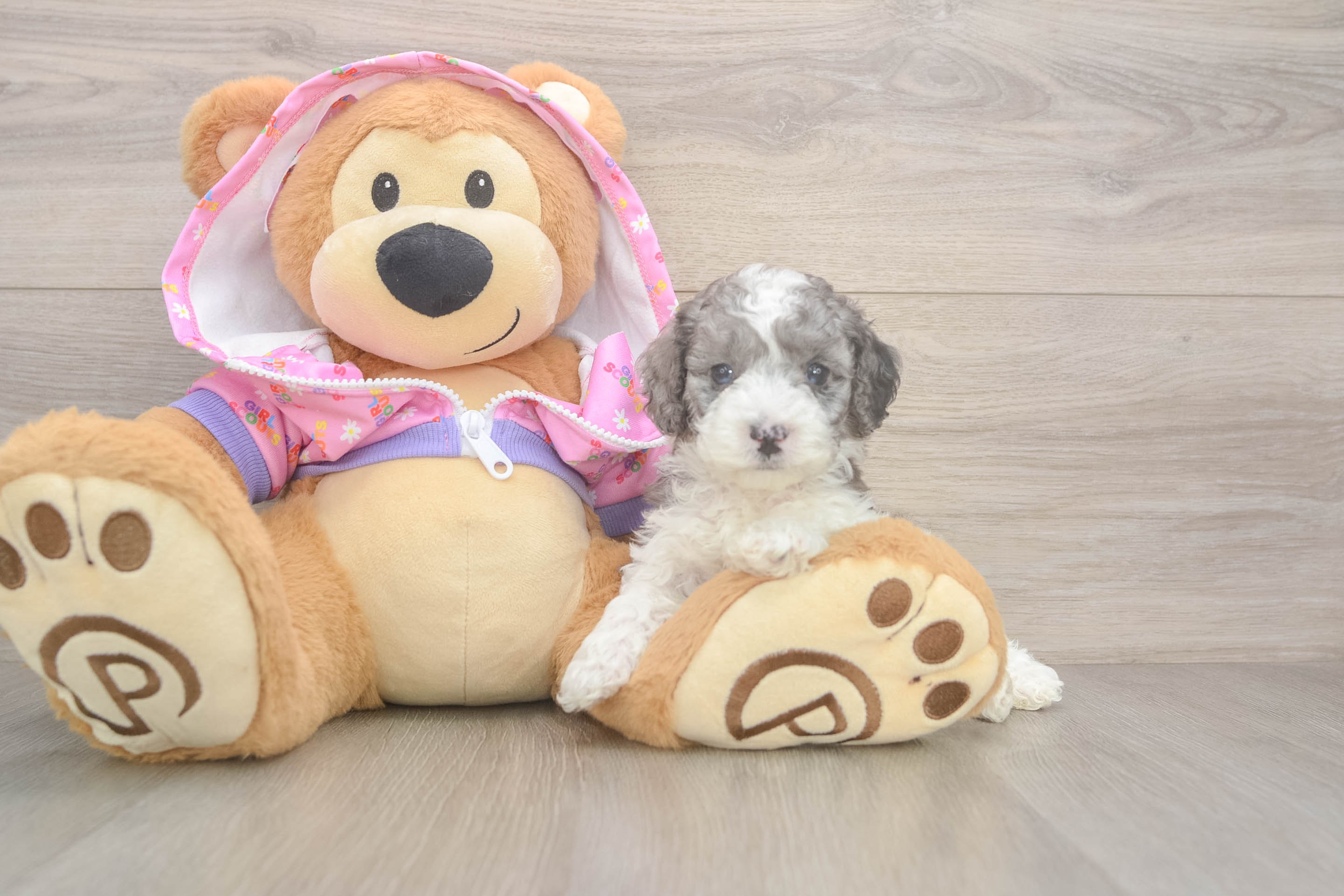 Poodle Pup Being Cute