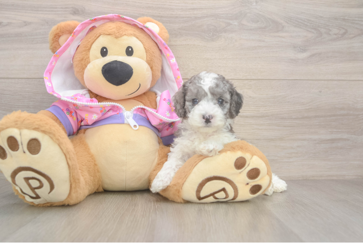 Poodle Pup Being Cute