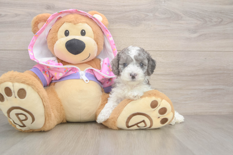Poodle Pup Being Cute