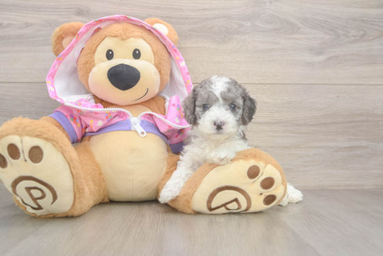 Poodle Pup Being Cute