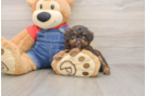 Playful Poodle Baby