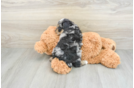 Cute Toy Poodle Purebred Puppy