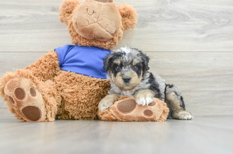 8 week old Poodle Puppy For Sale - Premier Pups