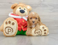 5 week old Poodle Puppy For Sale - Premier Pups