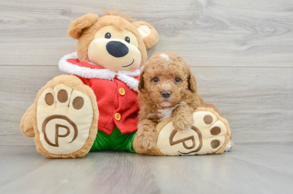 5 week old Poodle Puppy For Sale - Premier Pups