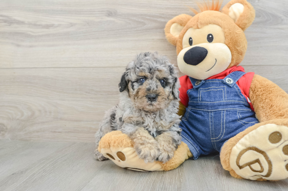 5 week old Poodle Puppy For Sale - Premier Pups