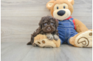 Petite Toy Poodle Purebred Puppy