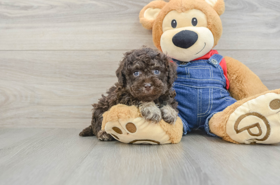 5 week old Poodle Puppy For Sale - Premier Pups