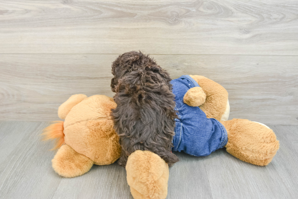 Small Poodle Purebred Pup