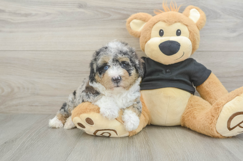 5 week old Poodle Puppy For Sale - Premier Pups