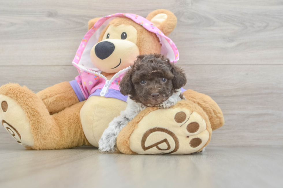 5 week old Poodle Puppy For Sale - Premier Pups