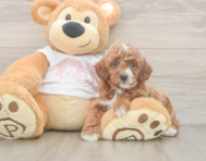 5 week old Poodle Puppy For Sale - Premier Pups