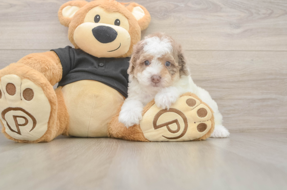 5 week old Poodle Puppy For Sale - Premier Pups