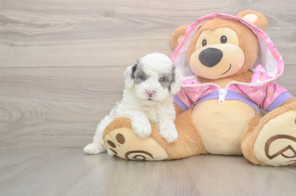 5 week old Poodle Puppy For Sale - Premier Pups