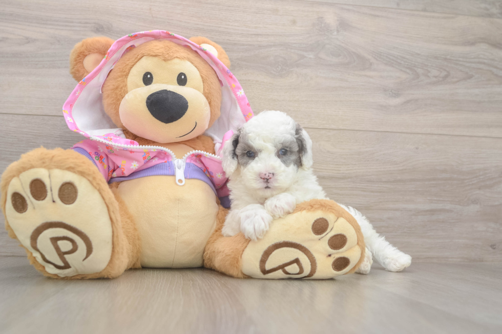 Cute Pudle Purebred Puppy