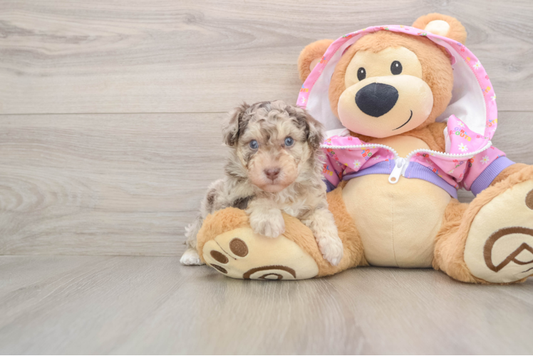 Poodle Puppy for Adoption