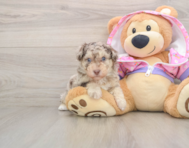 5 week old Poodle Puppy For Sale - Premier Pups