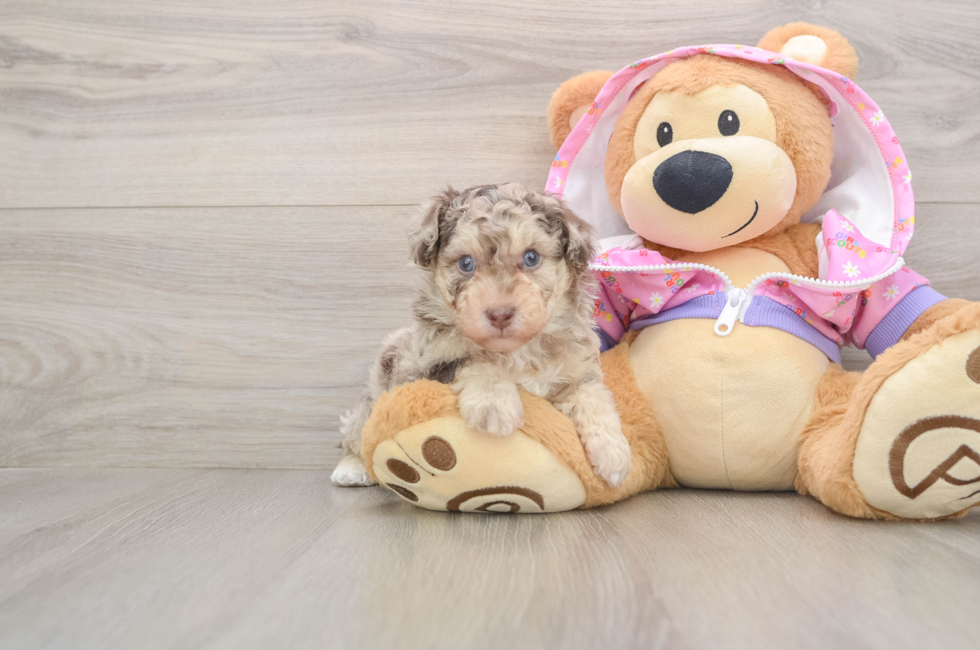 5 week old Poodle Puppy For Sale - Premier Pups