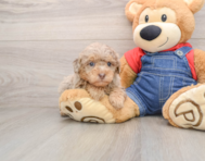 8 week old Poodle Puppy For Sale - Premier Pups