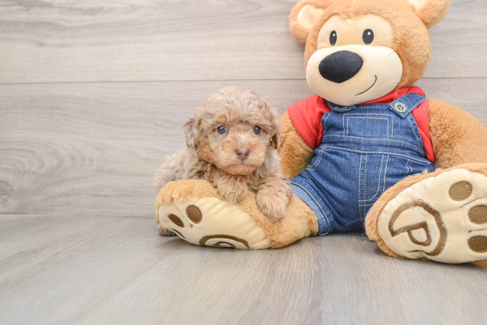 Poodle Pup Being Cute