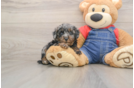 Hypoallergenic Poodle Purebred Pup