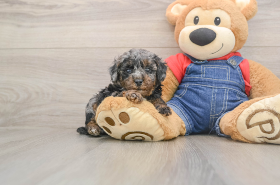 Hypoallergenic Poodle Purebred Pup