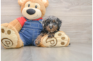 Best Poodle Baby