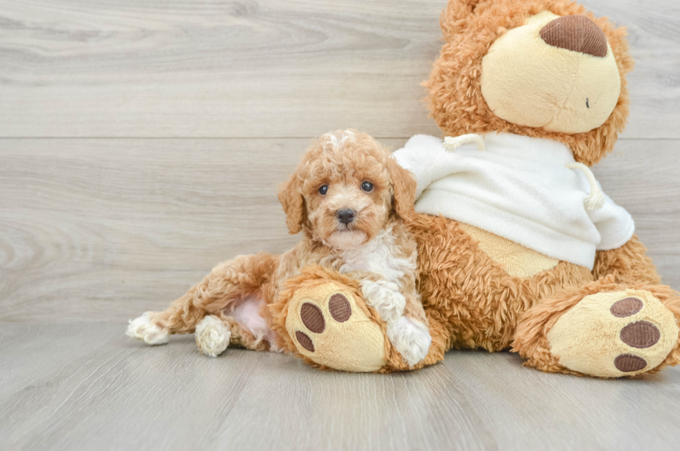 7 week old Poodle Puppy For Sale - Premier Pups