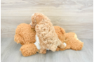 Fluffy Toy Poodle Purebred Puppy