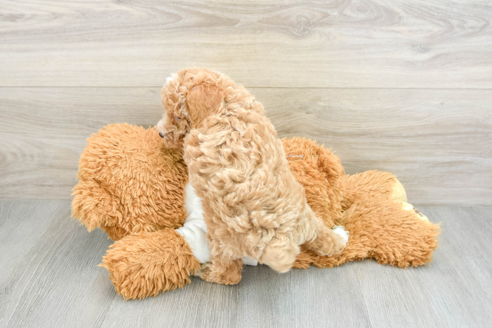 Fluffy Toy Poodle Purebred Puppy