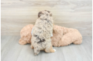 Funny Poodle Purebred Pup