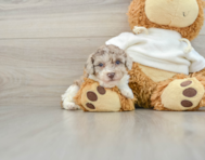 8 week old Poodle Puppy For Sale - Premier Pups