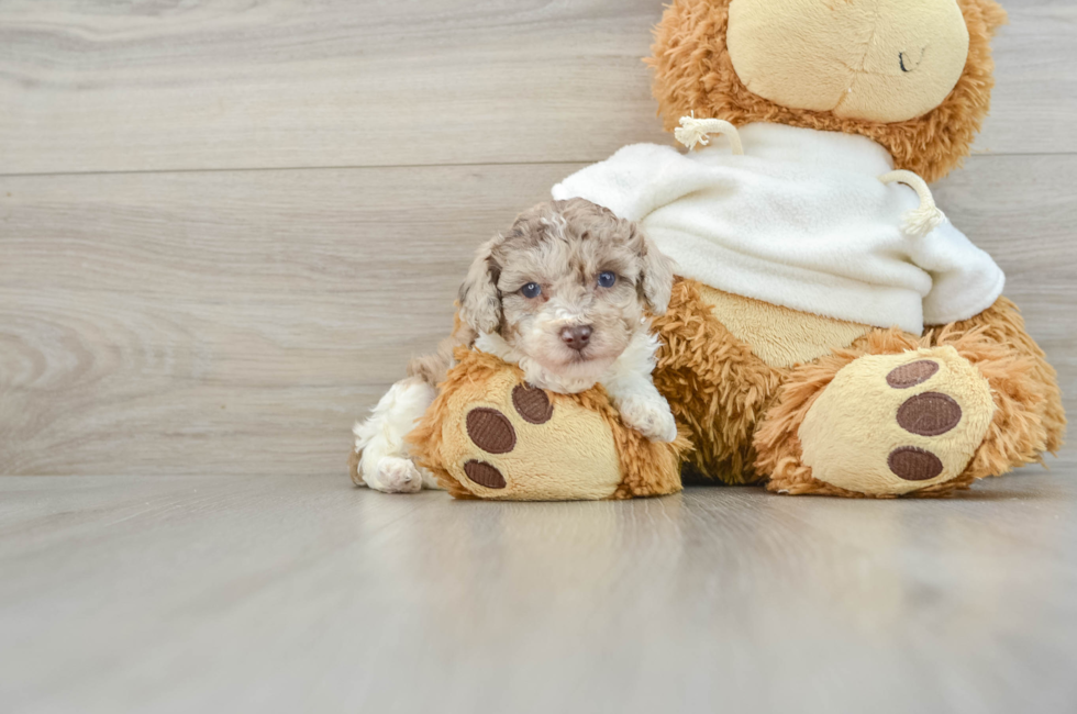 8 week old Poodle Puppy For Sale - Premier Pups