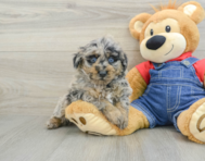 7 week old Poodle Puppy For Sale - Premier Pups