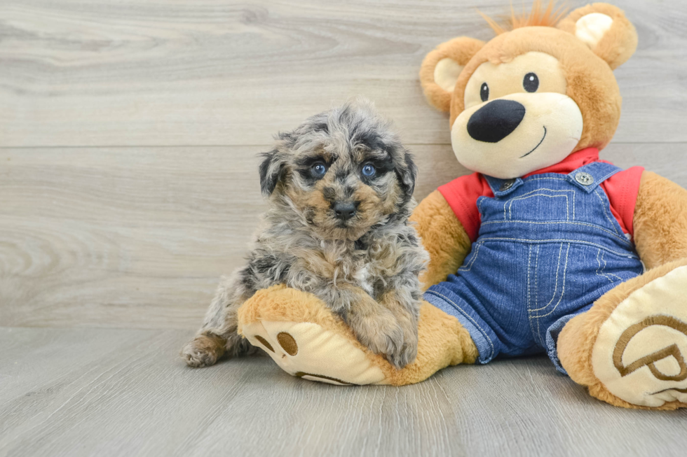 Fluffy Pudle Purebred Puppy