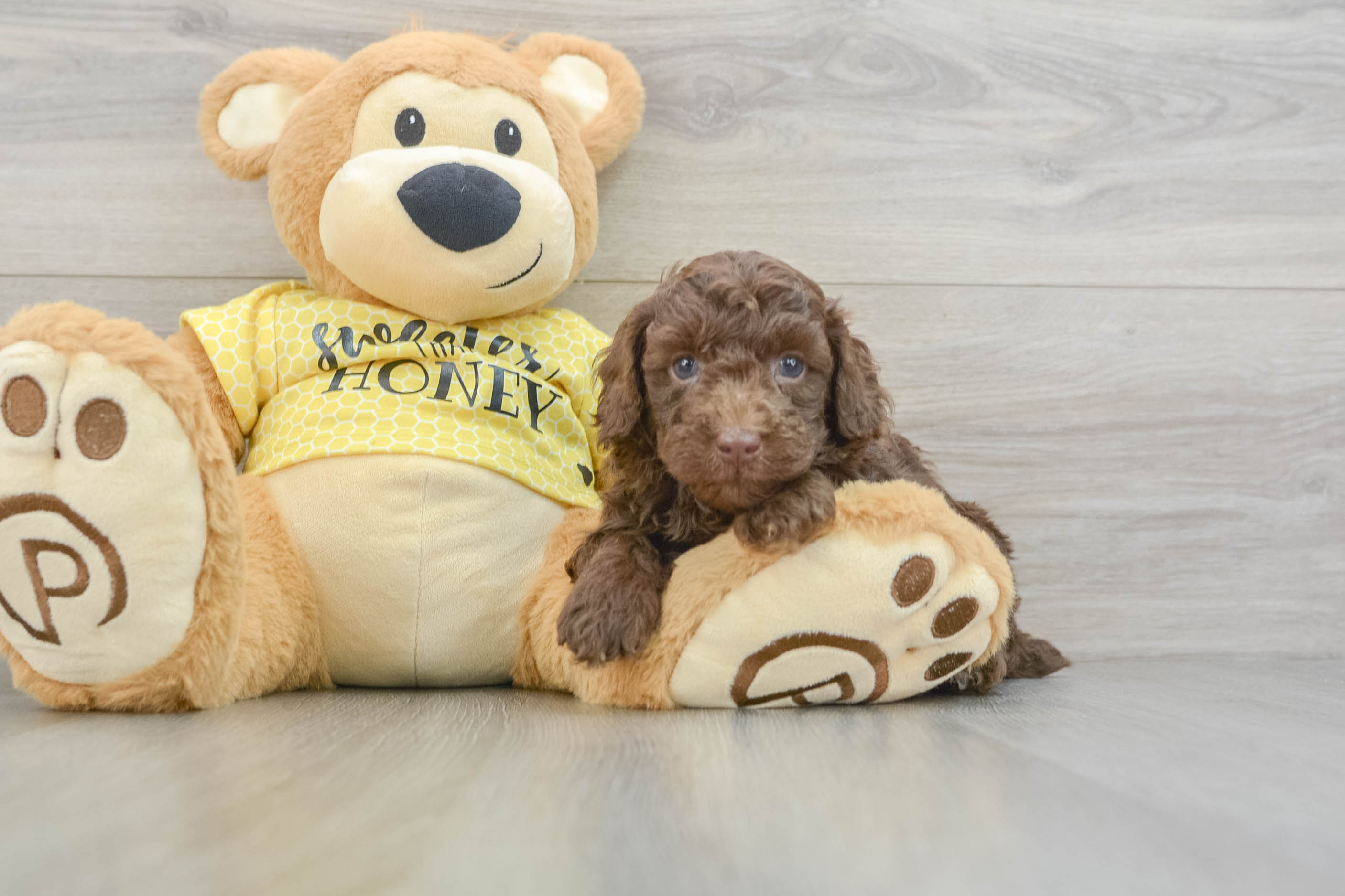 Funny Poodle Baby