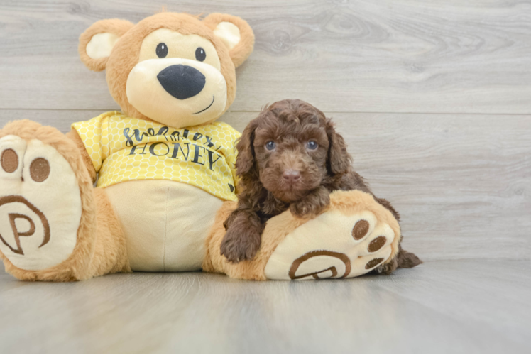 Funny Poodle Baby