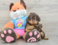 6 week old Poodle Puppy For Sale - Premier Pups
