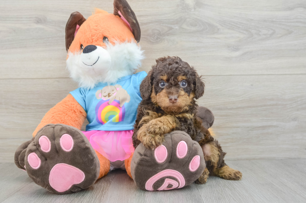 5 week old Poodle Puppy For Sale - Premier Pups