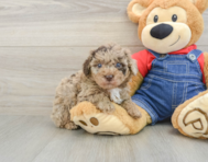 6 week old Poodle Puppy For Sale - Premier Pups