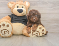 6 week old Poodle Puppy For Sale - Premier Pups