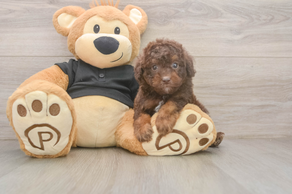 5 week old Poodle Puppy For Sale - Premier Pups