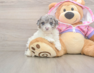 7 week old Poodle Puppy For Sale - Premier Pups