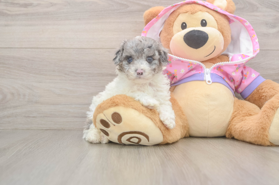 5 week old Poodle Puppy For Sale - Premier Pups