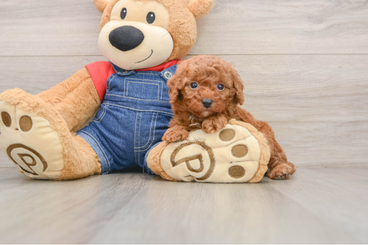 Poodle Puppy for Adoption