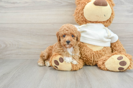 Playful Poodle Baby